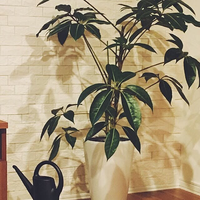haruさんの実例写真