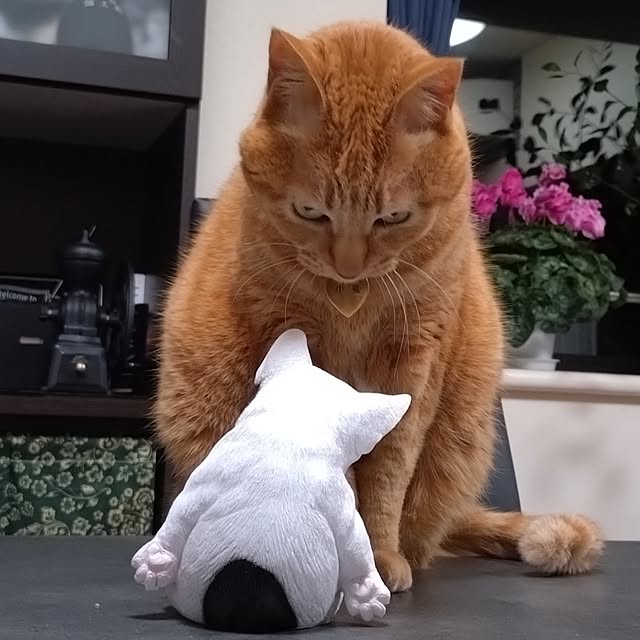 NOAHさんの部屋