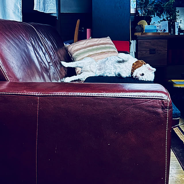 chacoさんの部屋