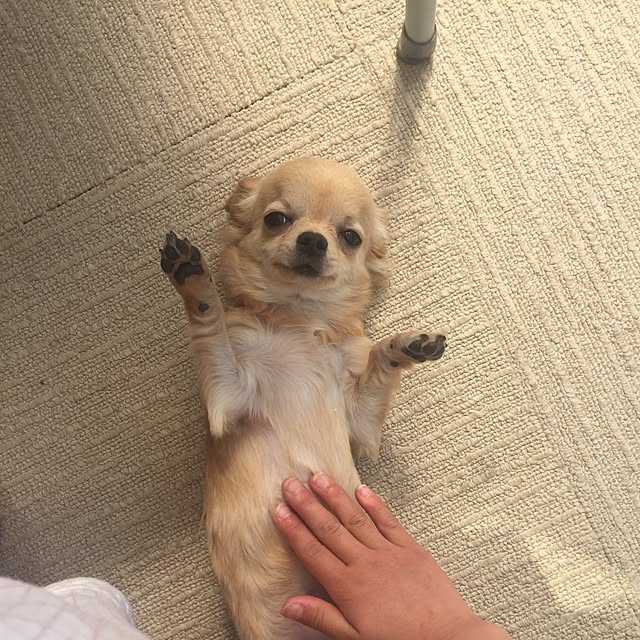mihaaさんの実例写真