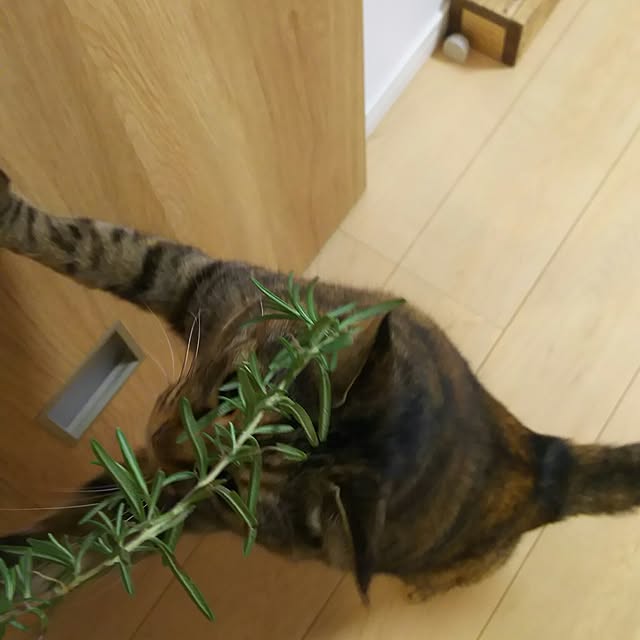 Yukoさんの実例写真