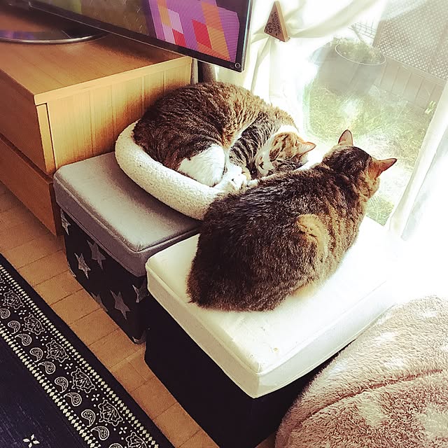 miiさんの実例写真