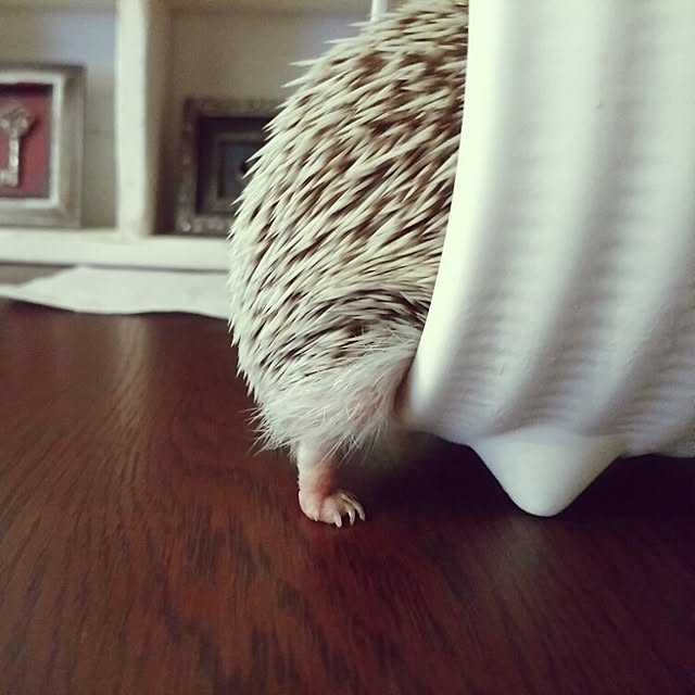 kuruさんの実例写真