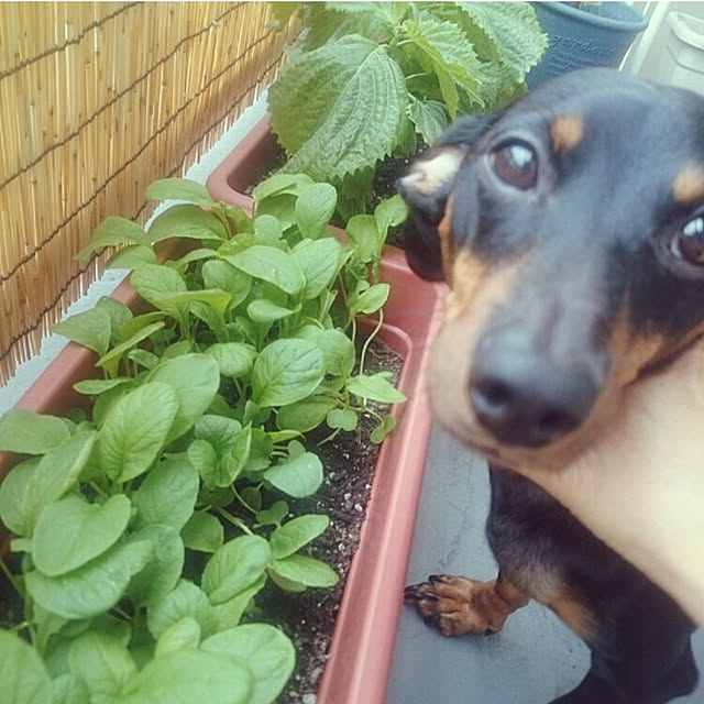 korohukumamanさんの実例写真