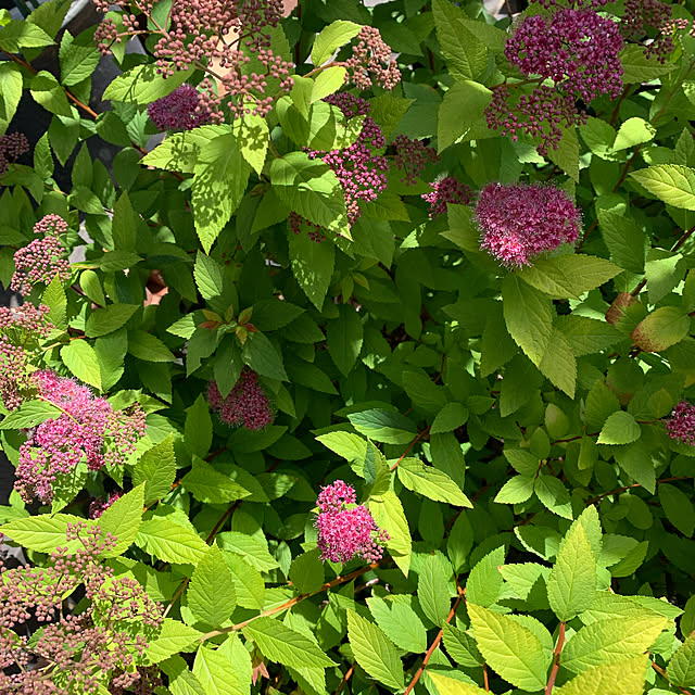 romiromiさんの実例写真