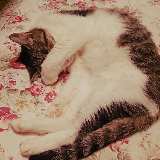 miiiiさんの実例写真