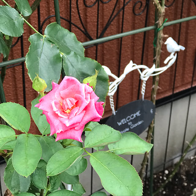 RoseLife5818さんの実例写真