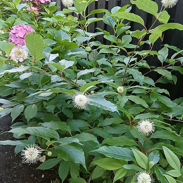 chidorinさんの部屋
