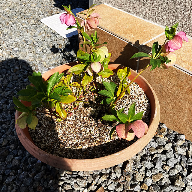piyoさんの実例写真