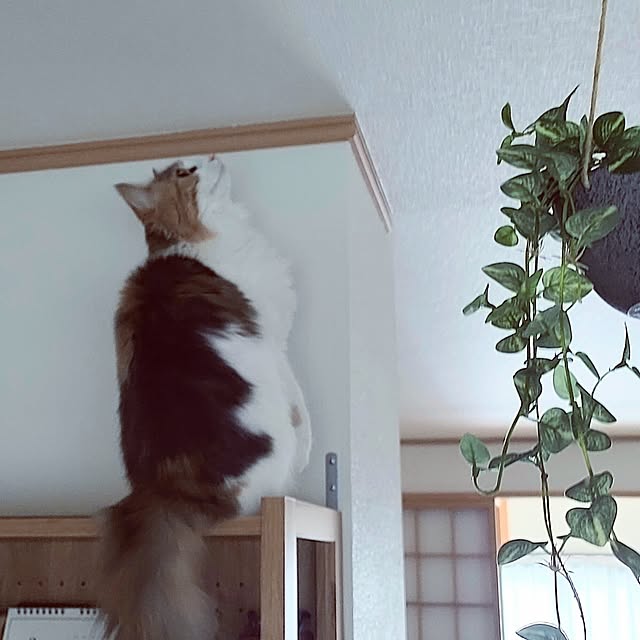 +CHIHARU+さんの実例写真