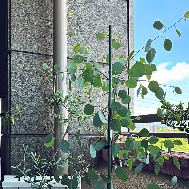 koshiregutyoさんの部屋