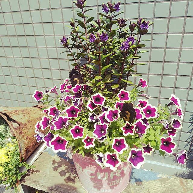 haxtusi301さんの実例写真