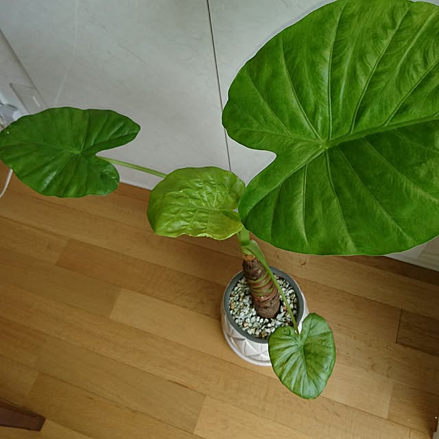 bonobono54さんの実例写真