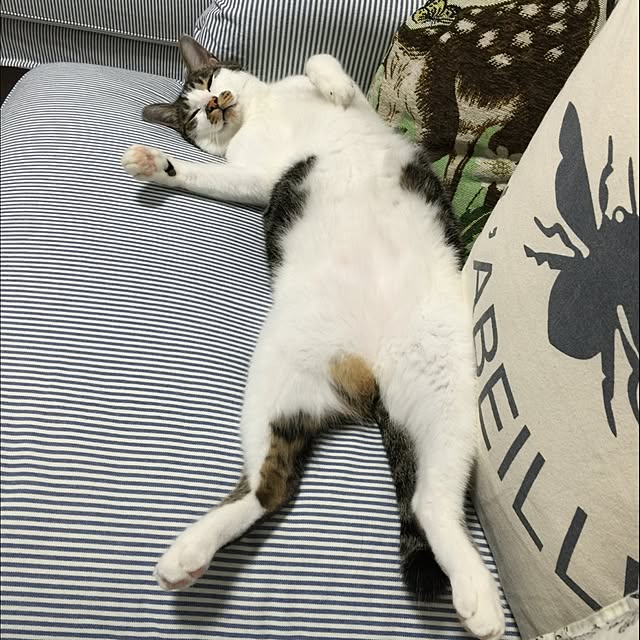 yuchiさんの実例写真