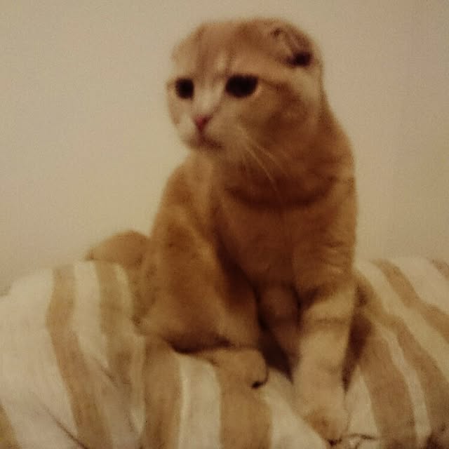 MarshmallowMuffinさんの実例写真