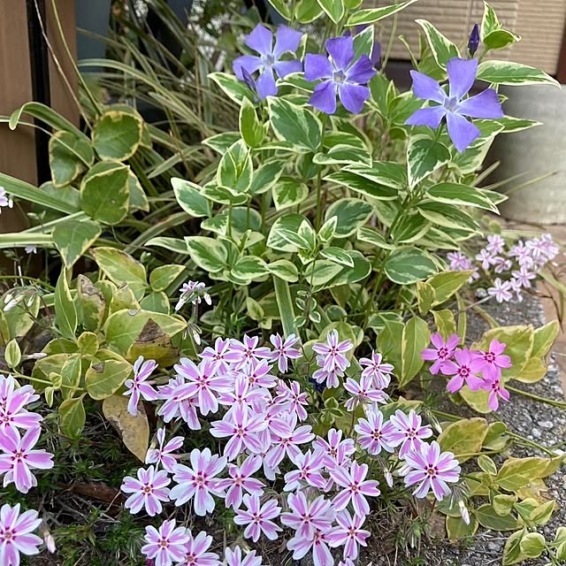min_nimさんの実例写真
