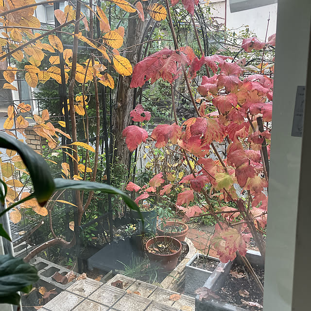 Tupemamaさんの部屋