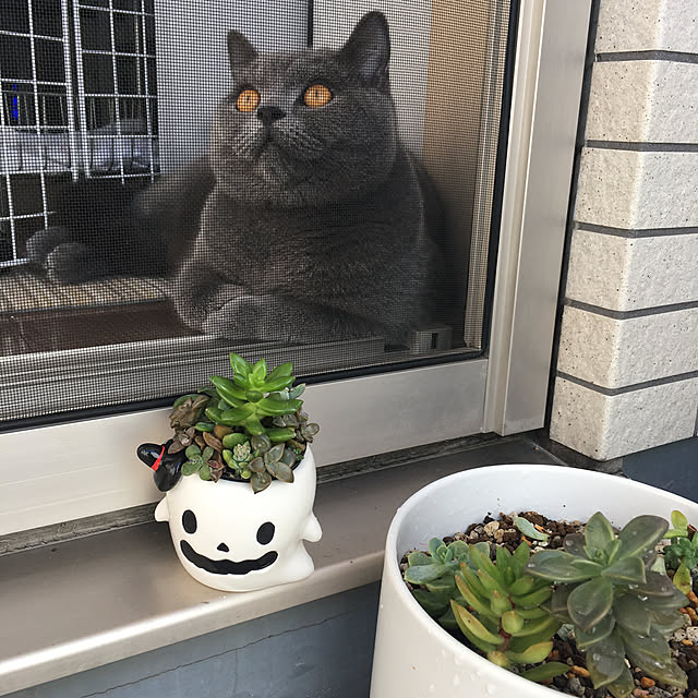 kittyさんの実例写真