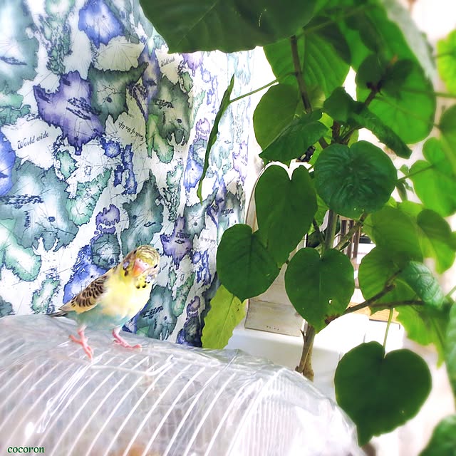 cocoronさんの実例写真