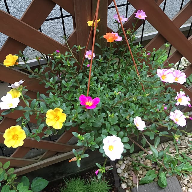 mamiさんの実例写真