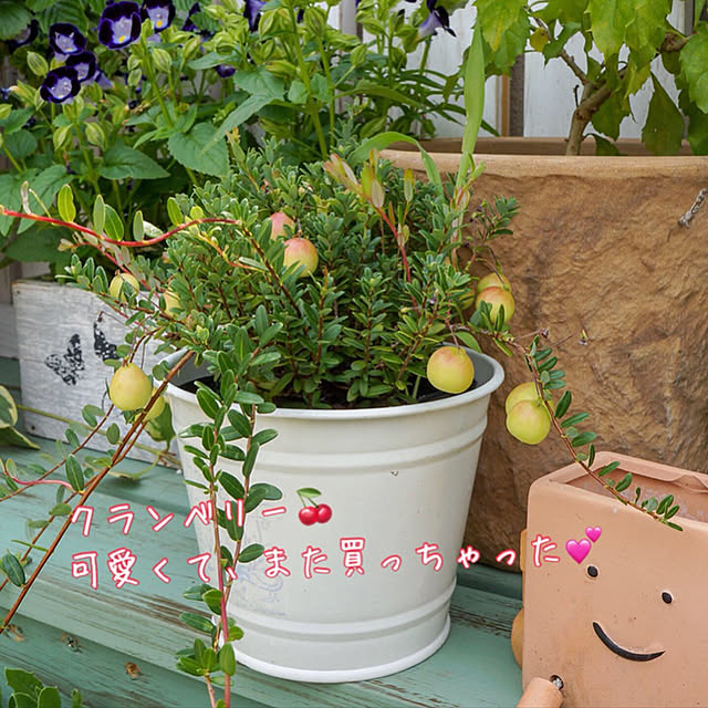 r_6cafeさんの実例写真