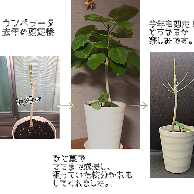 troisさんの実例写真