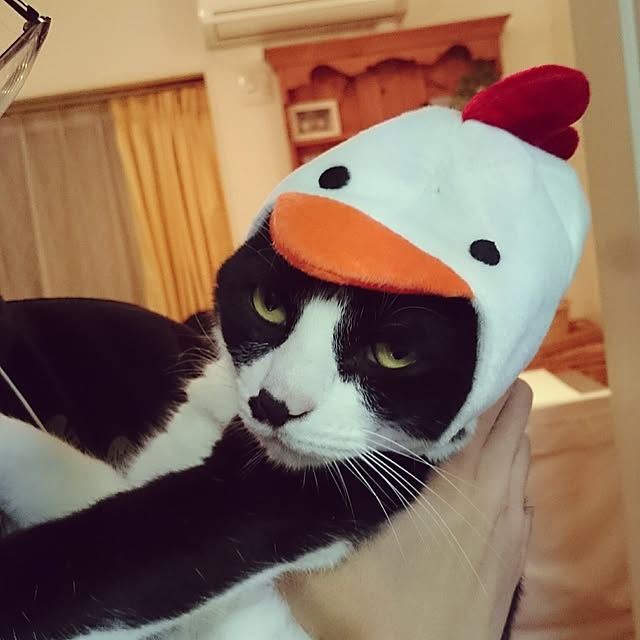 hiyo.pietさんの実例写真
