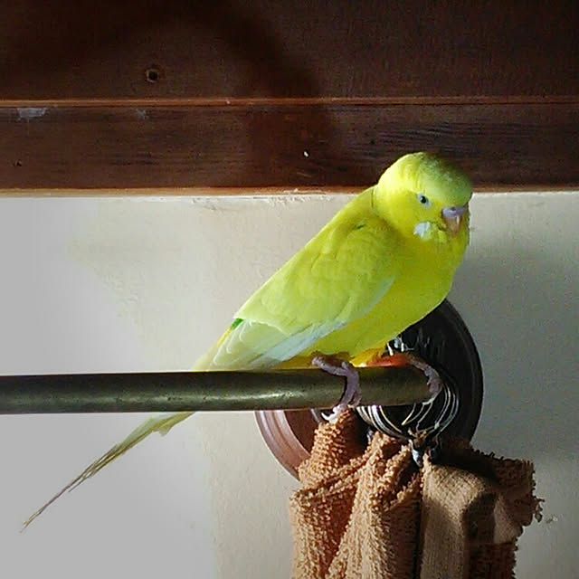 Kenさんの実例写真