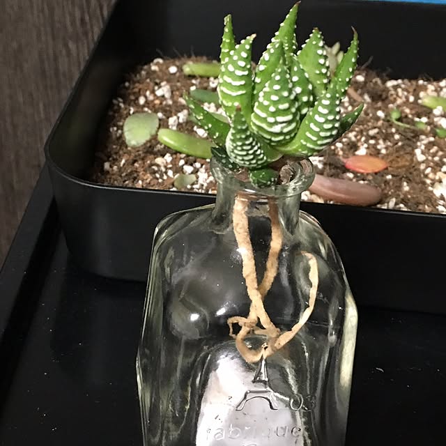 実例写真