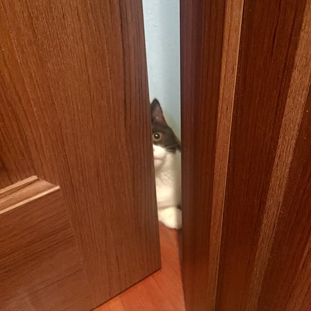 butachanさんの実例写真