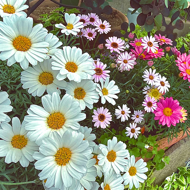 kaochanさんの実例写真