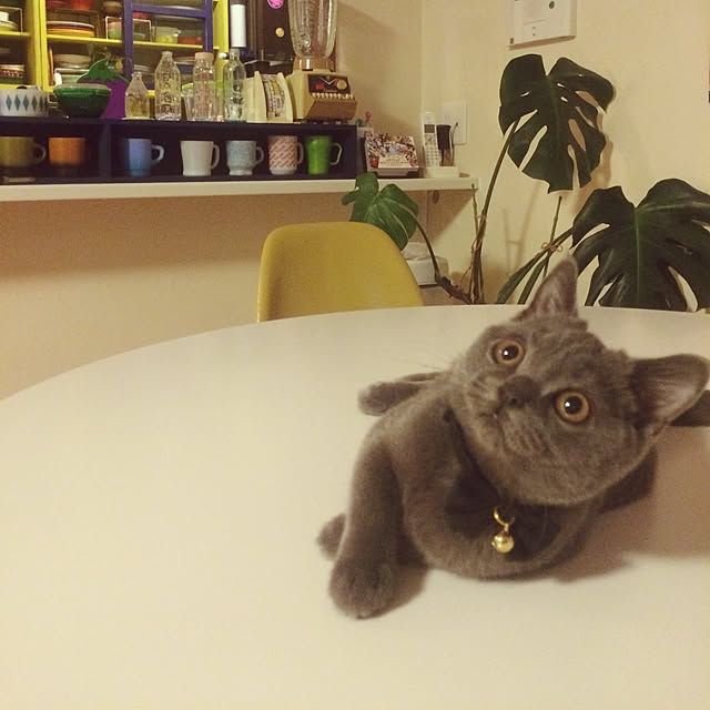 Shojiさんの実例写真