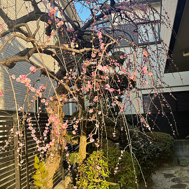 kuikoさんの実例写真