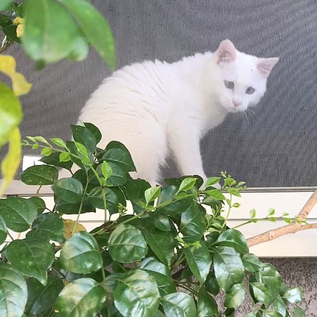 nyanko-beamさんの実例写真