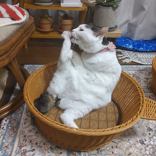 yuuさんの実例写真