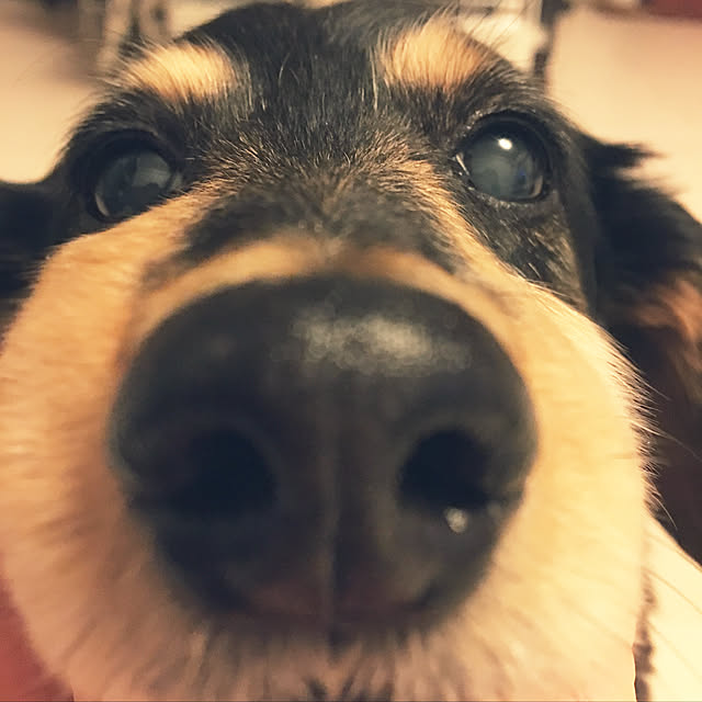 ohanaさんの実例写真