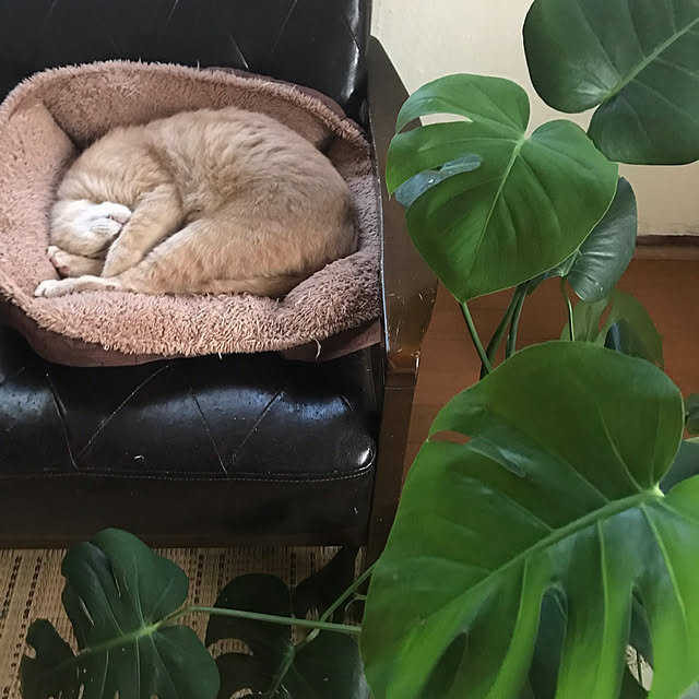 mikan161さんの実例写真