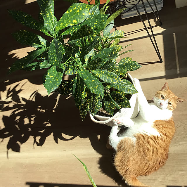 houenさんの実例写真