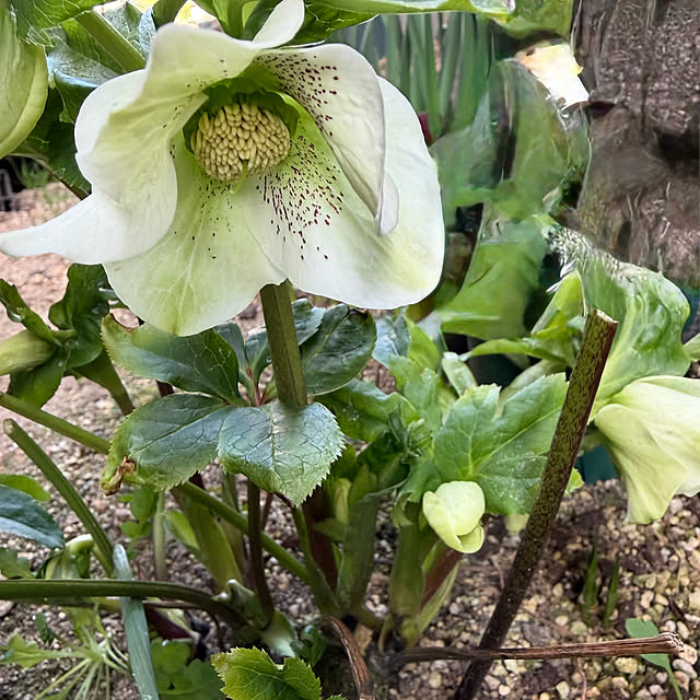 buchiさんの実例写真