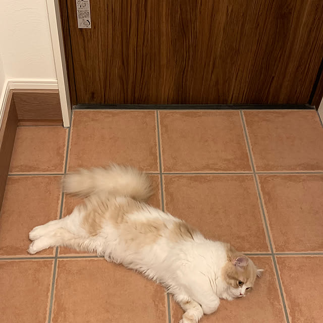 tomoさんの実例写真