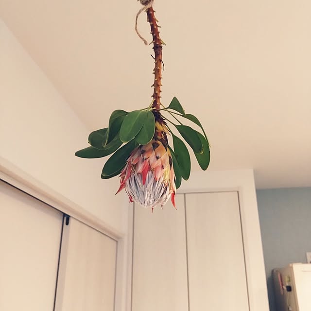 chocococoaさんの部屋