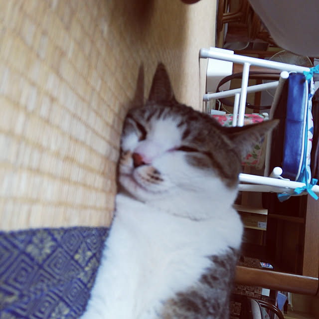 SYOUGUNさんの実例写真