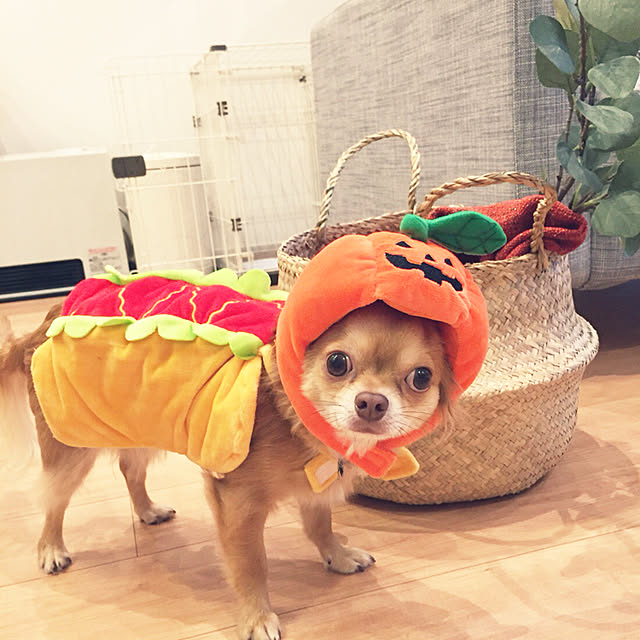 comoさんの実例写真