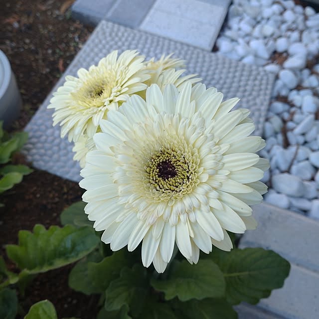 tan5さんの実例写真