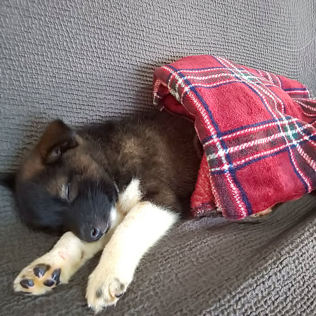 flannel.さんの実例写真