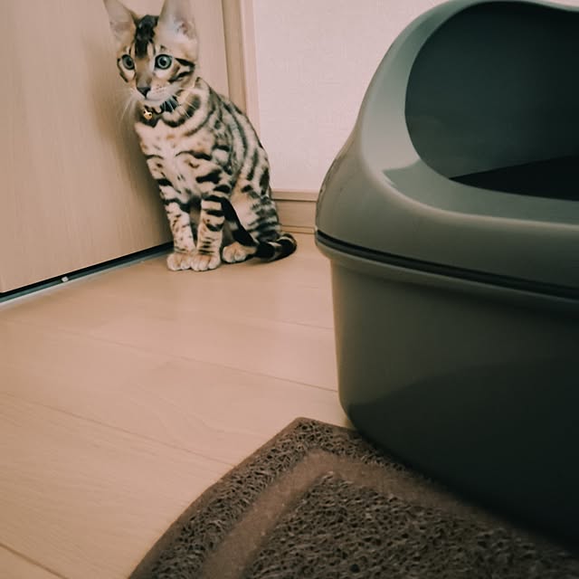 dekumamaさんの実例写真