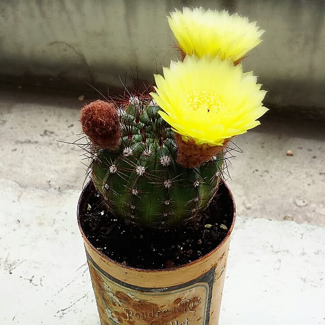 H.Kさんの実例写真