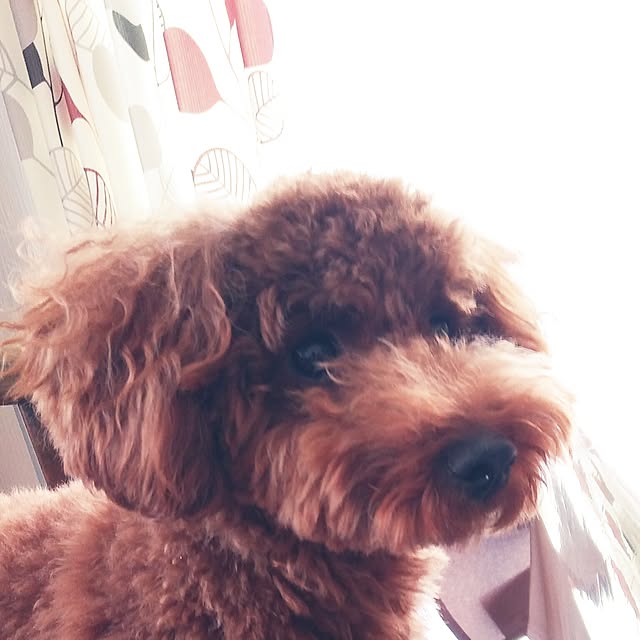 mokochikoさんの実例写真