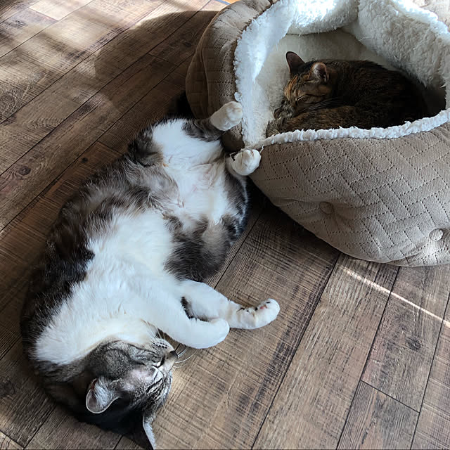 junbuさんの実例写真