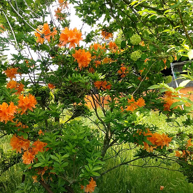 shoko0420さんの実例写真